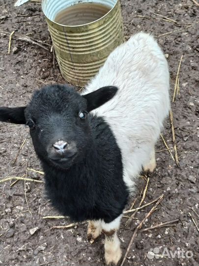 Овцы бараны ягнята дорпер