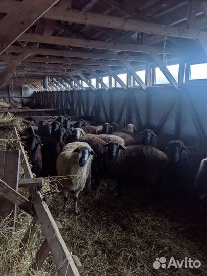 Бараны курдючные гиссарской и эдильбаевской породы