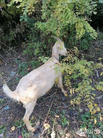 Козы дойные