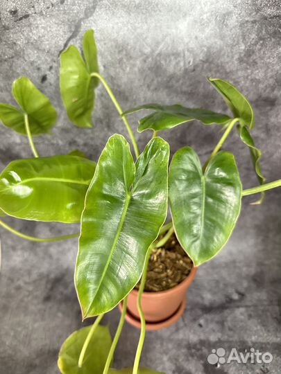 Филодендрон Burle Marx