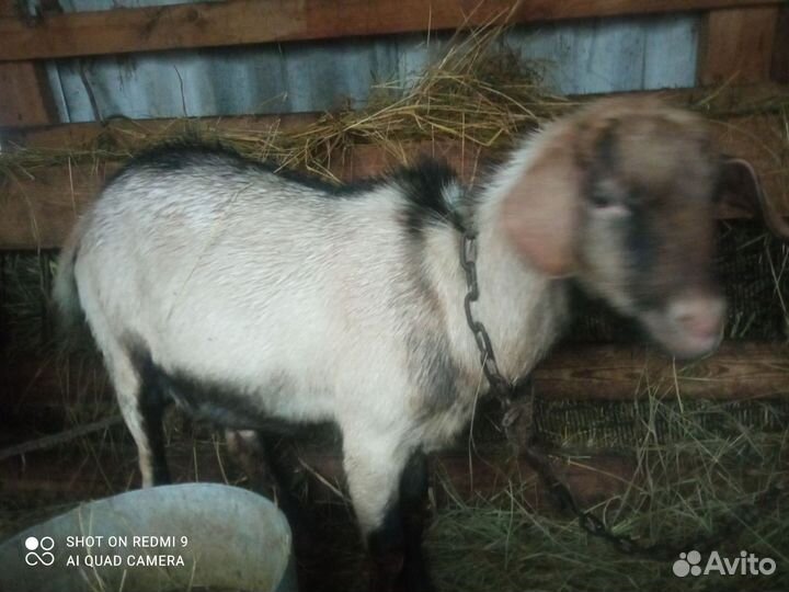 Козел на племя