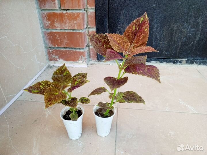 Колеусы вегетативные