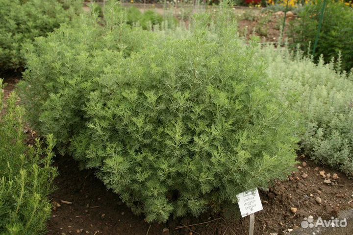 Божье дерево