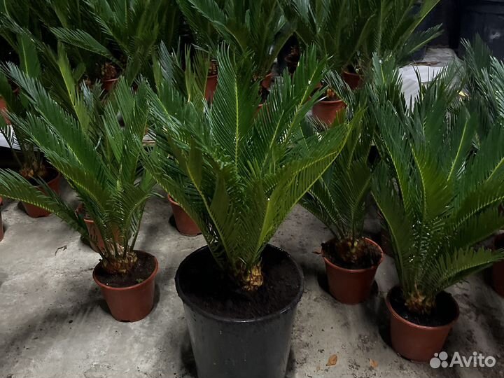 Пальма цикас