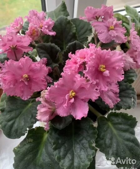 Взрослые сортовые цветущие фиалки, детки и черенки