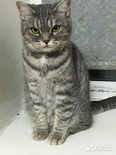 Кошка в добрые руки