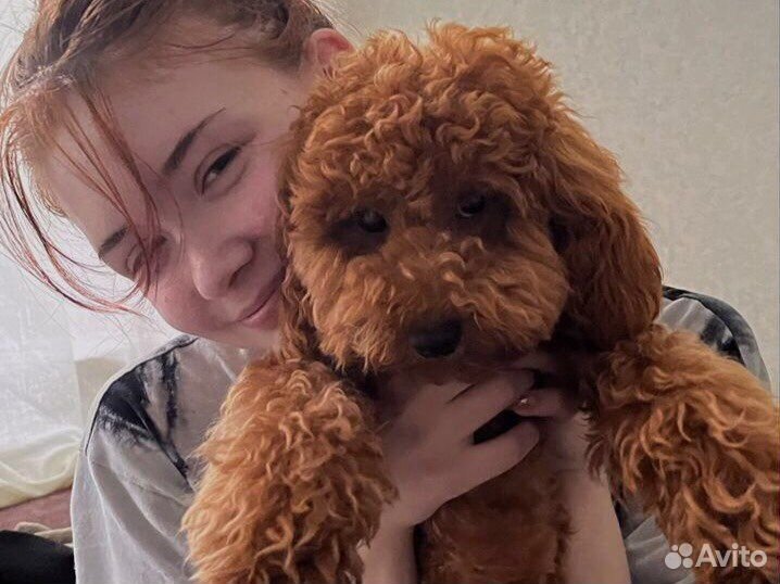 Передержка собак, Догситтер