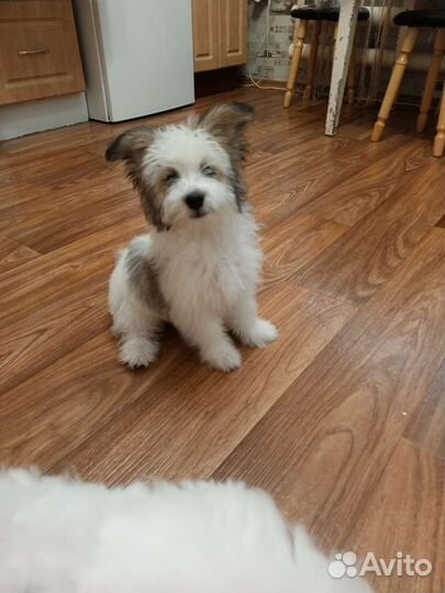 Собака маленькая порода