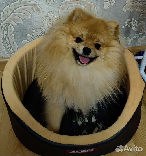 Померанский шпиц