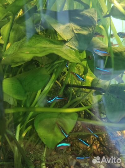 Неон голубой