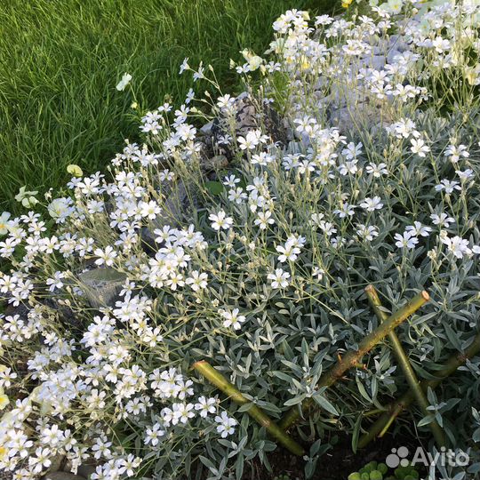Многолетние, однолетние цветы