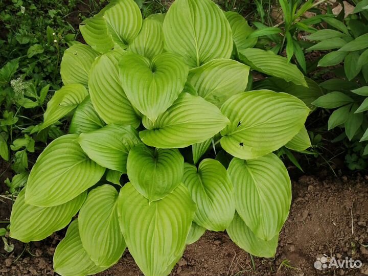 Хоста, пион, ирис, аквилегия, роза кустовая