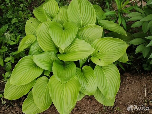 Хоста, пион, ирис, аквилегия, роза кустовая