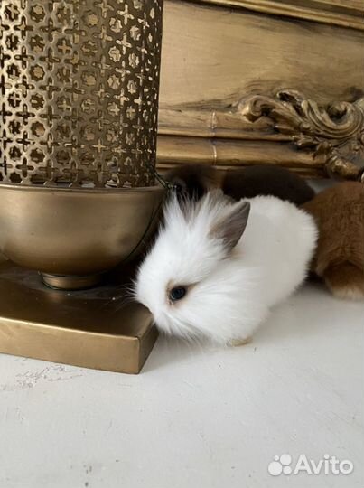 Кролики большой выбор