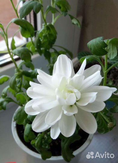 Хризантема белая