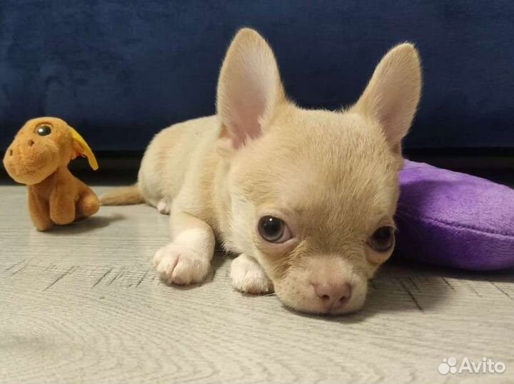 Щенки чихуахуа РКФ