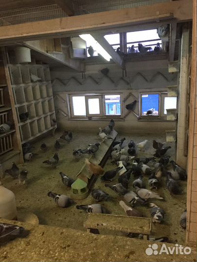 Продам голубей