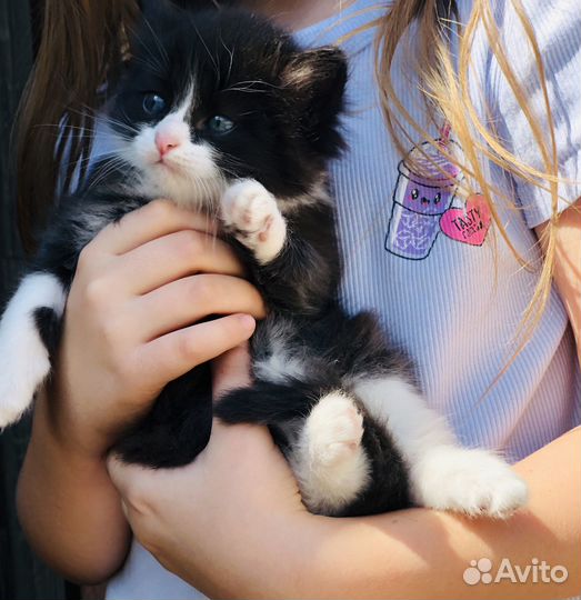 Отдам в добрые руки котят