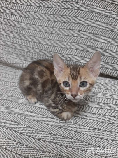 Бенгальская кошечка