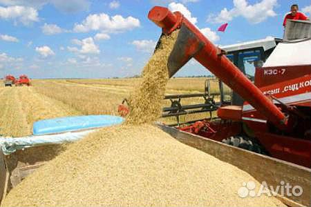 Зерно пшеница