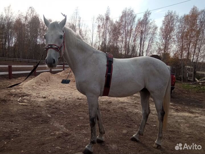 Набор капцунг+трок