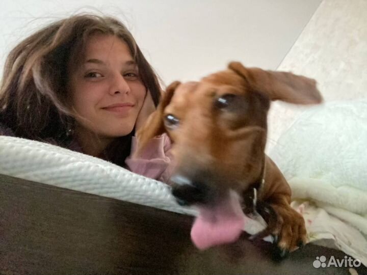 Передержка животных на время отпуска