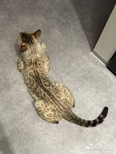 Бенгальский кот вязка свободен