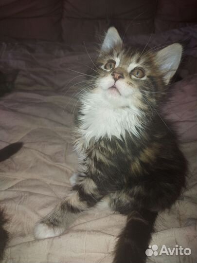 Котята мейн-кун