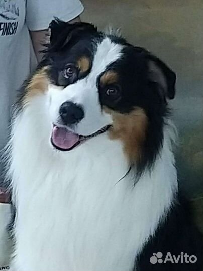 Австралийская овчарка аусси aussie