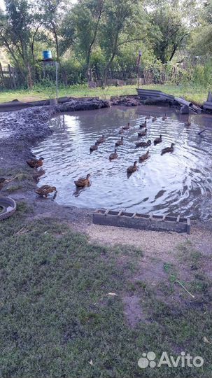 Утка кряковуха