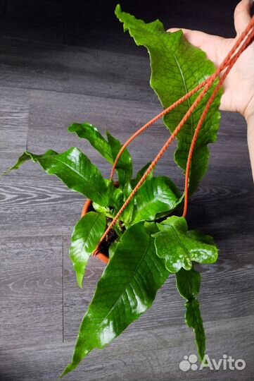 Папоротник микросорум Крокодил