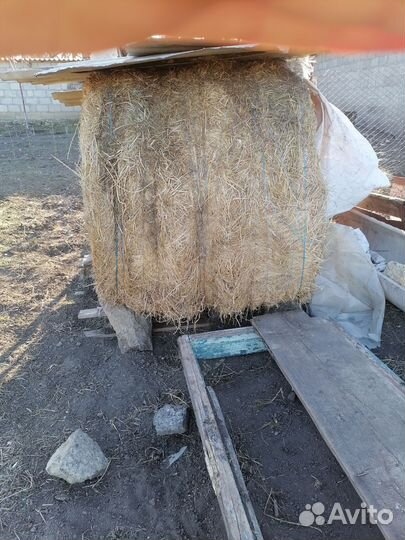 Сено люцерны в тюках