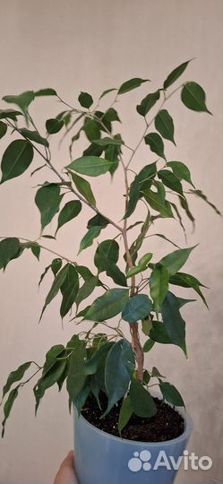 Фикус бенджамина