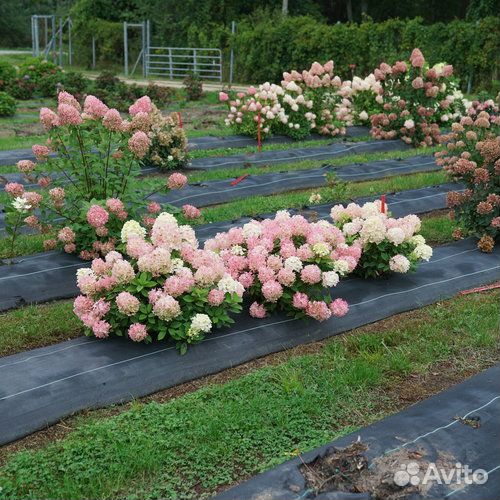 Гортензия Бобо