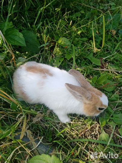Декоративные кролики