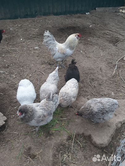 Амераукана