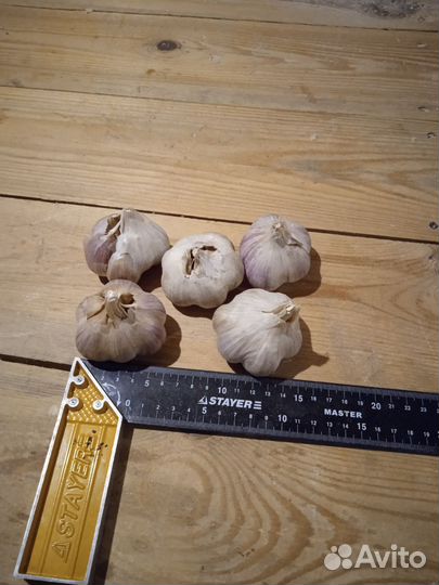 Чеснок домашний свой