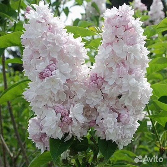 Сирень сортовая Красавица Москвы