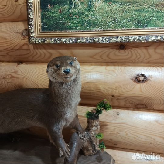 Продается чучело выдры