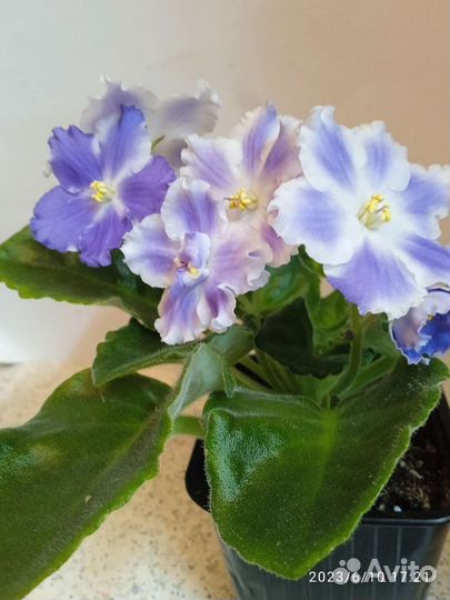 Фиалки как подарок ко дню рождения