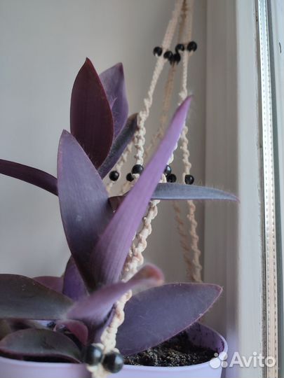 Традесканция фиолетовая