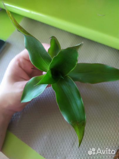 Растение золотой ус (каллисия)