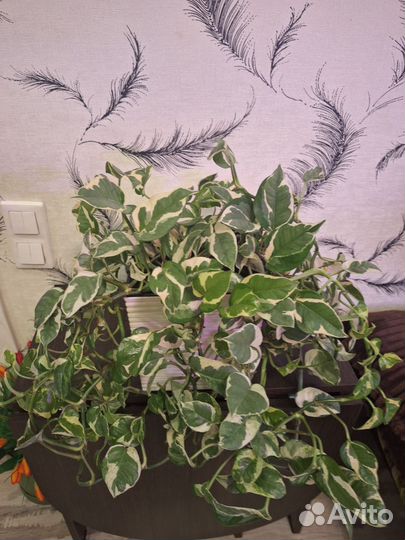 Эпипремнум N'joy