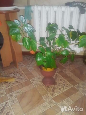 Гибискус китайская роза, цветёт