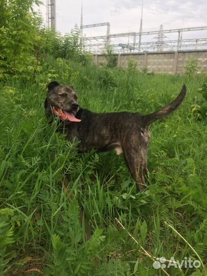 Пристраивается кобель 