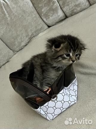 Котята девочки, отдаем в добрые руки