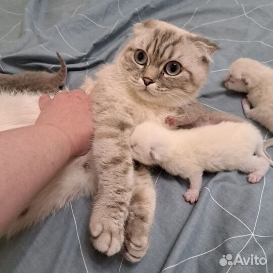 Чистокровные котята