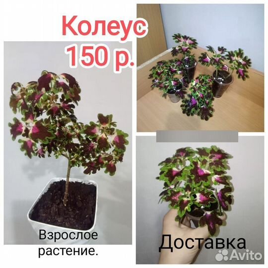 Колеус
