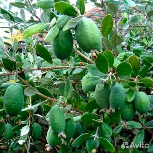 Экзотические растения