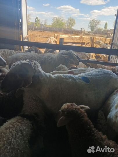 Пламенные бараны